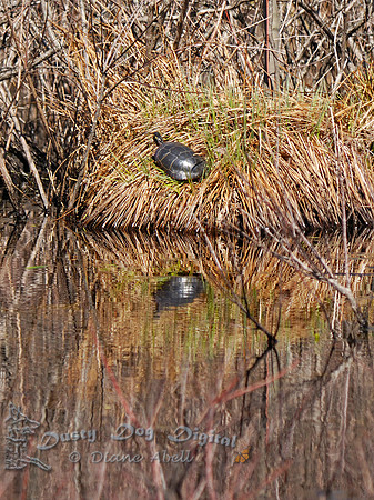 Turtle Reflected