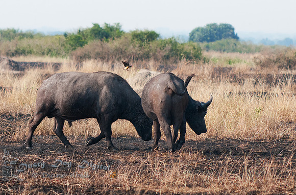 A Disturbed Oxpecker....  Queen Elizabeth National Park
