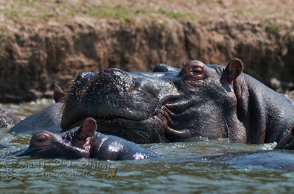 Close up and personal....  Kasinga Channel