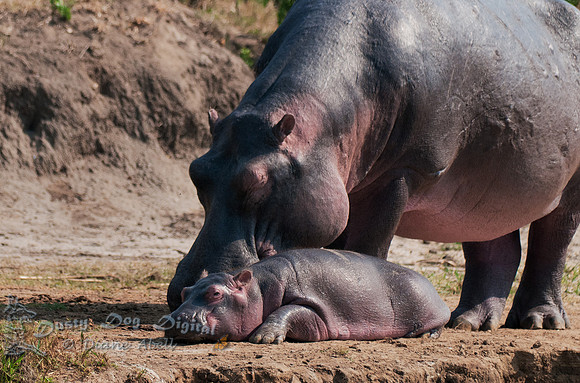 Sleeping Baby  Kasinga Channel
