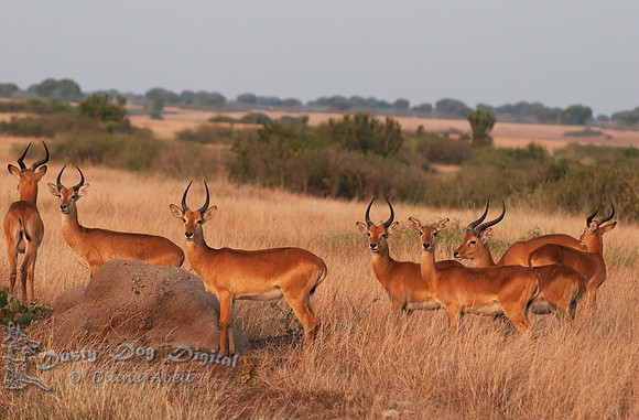 Uganda Kobs  Queen Elizabeth National Park