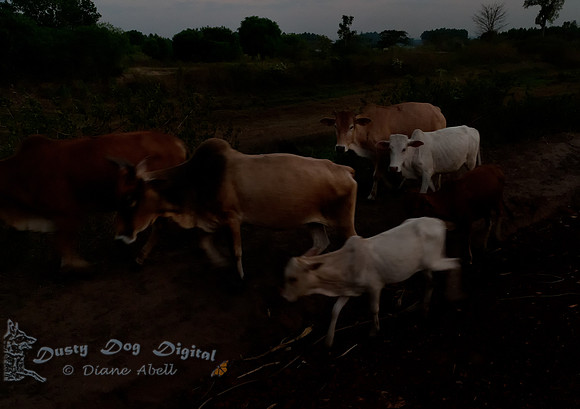 .... till the cows come home.....