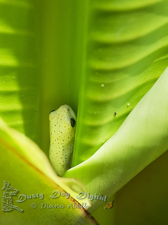Banana Tree Frog