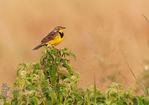 Yellow-throated Longclaw, Macronyx croceusQueen Elizabeth National Park