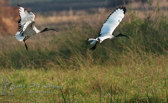 Sacred Ibis, Threskiornis aethiopicusQueen Elizabeth National Park