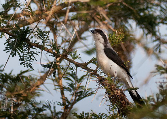 Grey-backed Fiscal Shrike, Lanius e. excubitoroides  Queen Elizabeth National Park