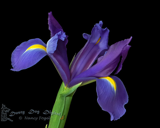 Iris