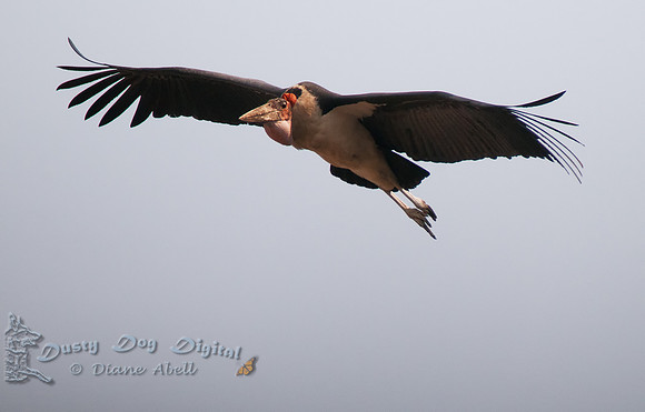 Marabou Stork (Leptoptilus crumeniferus),  Queen Elizabeth National Park