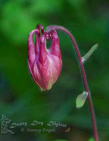 Columbine Bud