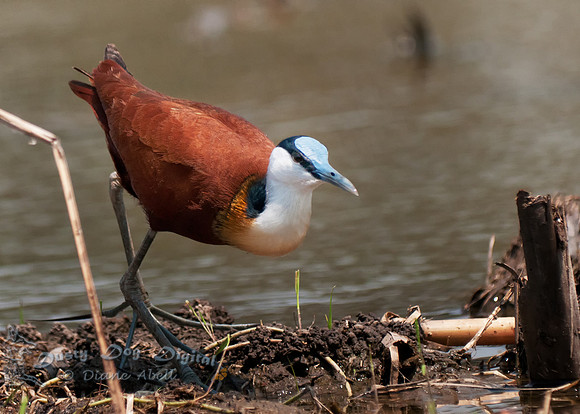 African Jacana, Actophilornis africana,  Kasinga Channel,Queen Elizabeth National Park