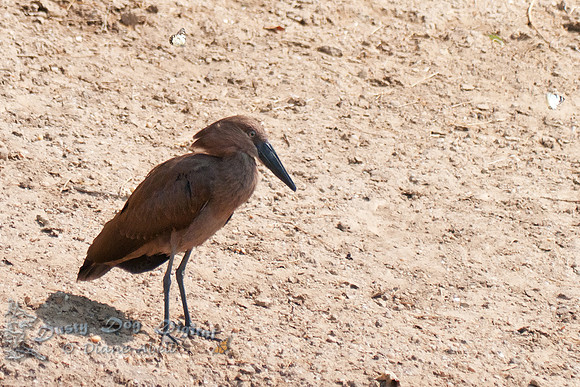 Hamerkop, Scopus u. umbrettaKasinga ChannelQueen Elizabeth National Park