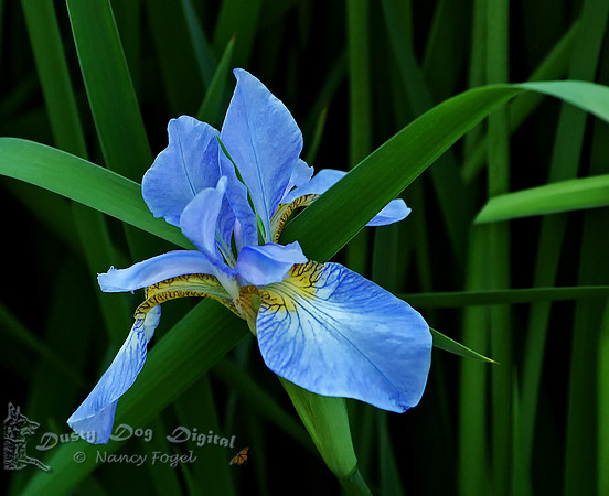 Iris from Van Vleck Gardens, Montclair, NJ
