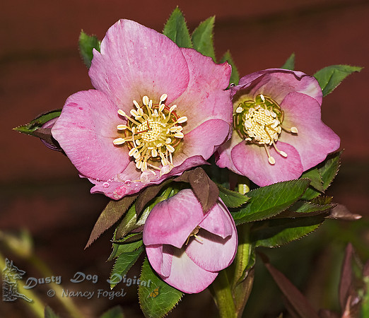 Helleborus orientalis, from my back yard.