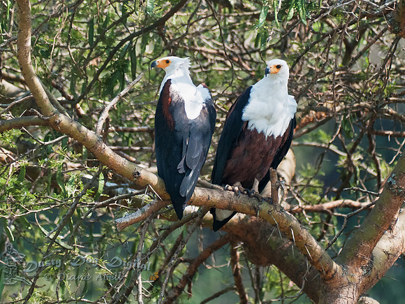 African Fish Eagles, Haliaeetus vocifer,  Kasinga Channel