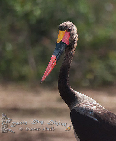 Saddle billed Stork, male, Ephippiorhynchus senegalensis, Kasinga Channel