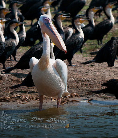 Great White Pelican (Pelecanus onocrotalus),Kasinga Channel