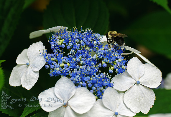 Bee on a Hydrangea