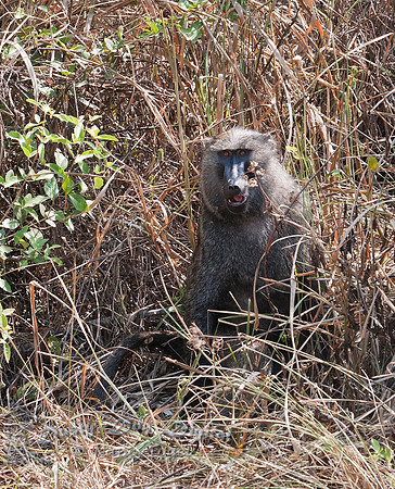 Olive Baboon, Papio anubis,