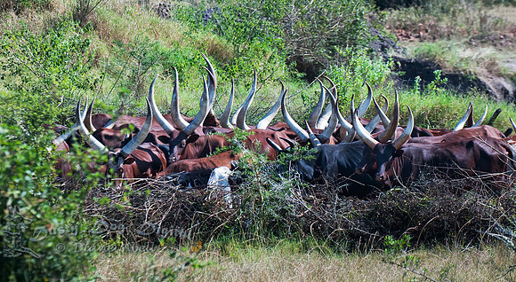 Horns