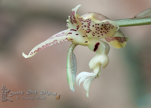 Stanhopia Orchid from the Conservatory in Chicago