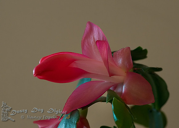 Christmas Cactus Bloom