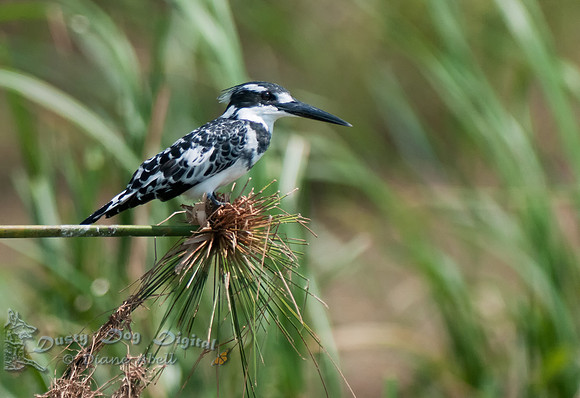 Pied Kingfisher, Ceryle rudis  Kasinga Channel