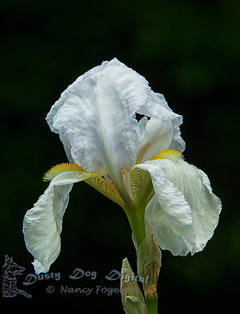White Iris, Presby Iris Gardens, Montclair, NJ
