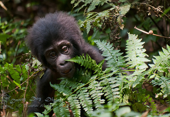 7-Month Old Baby Gorilla, Mubare Family,Bwindi Impenetrable Forest