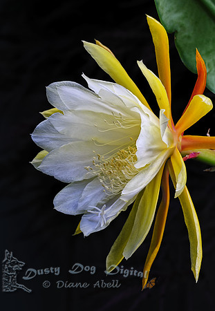 Epyphyllum,Night Blooming Cereus