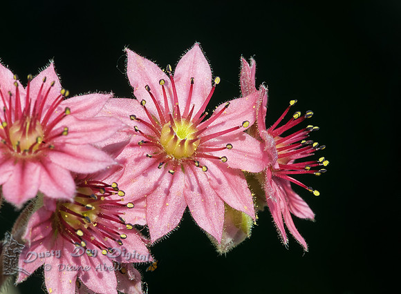 Sedum bloom