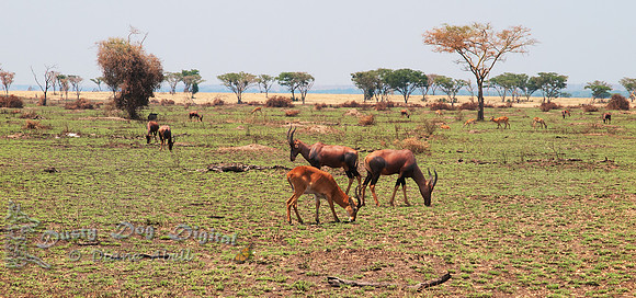 Topis and Kobs  Kigezi Game Reserve