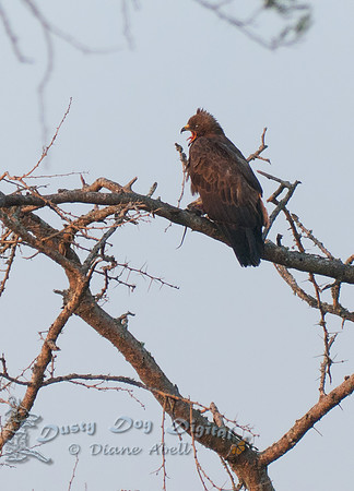 Tawny Eagle, Aquila a. rapax,  Queen Elizabeth National Park
