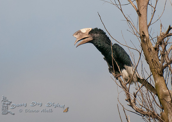 Black-and-white-casqued Hornbill, Bycanistes subcylindricus,   Entebbe Botanical Garden