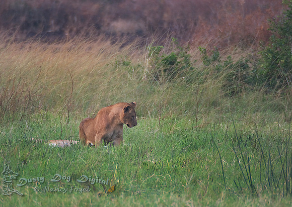 Lion in the Evening, Queen Elizabeth National Park