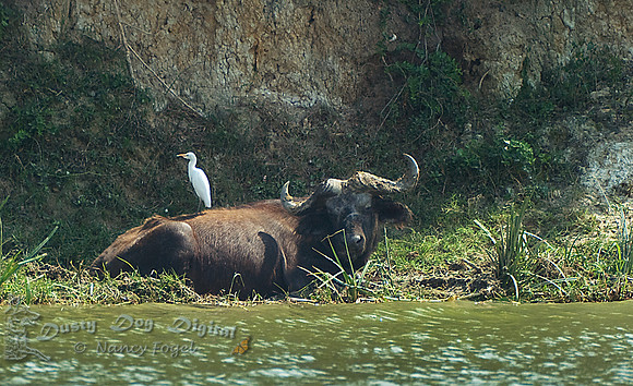 African Buffalo or Cape Buffalo (Syncerus caffer)Cattle Egret on backKisinga ChannelQueen Elizabeth National Park