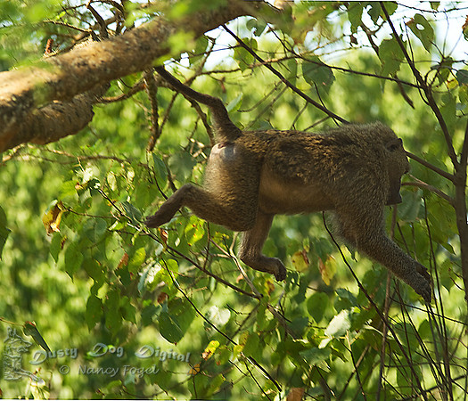 Leaping Baboon