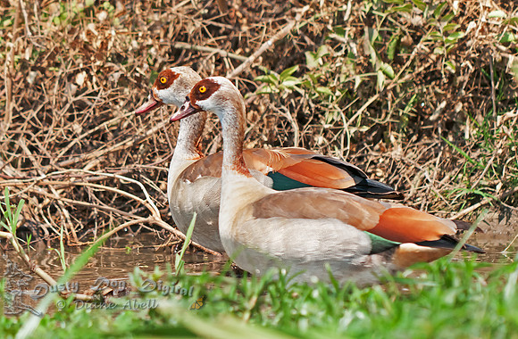 Egyptian Geese, Alopochen aegyptiacus, Kasinga Channel