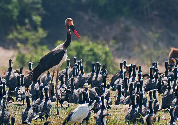 Saddle billed Stork, male, Ephippiorhynchus senegalensis, standing with cormorants and an Ibis,Kasinga Channel