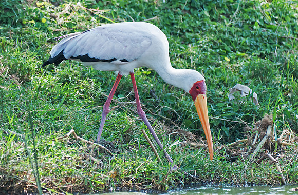 Yellow-billed Stork, Mycteria ibis, Kasinga Channel