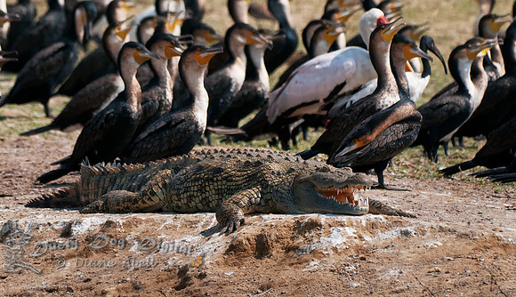 Nile Crocodile and CormorantsKasinga Channel