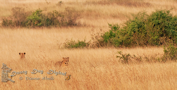 Lions in the MorningQueen Elizabeth National Park