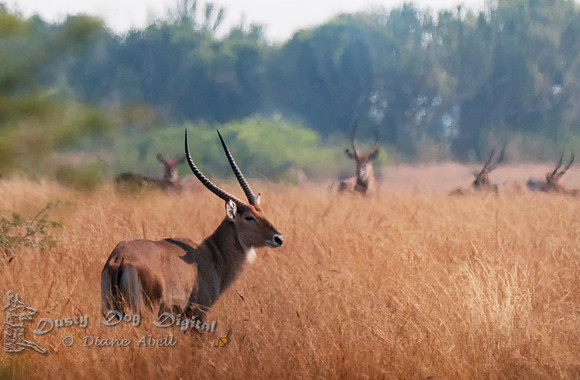 Waterbuck, Kobus ellipsiprymnus defassa, Queen Elizabeth National Park