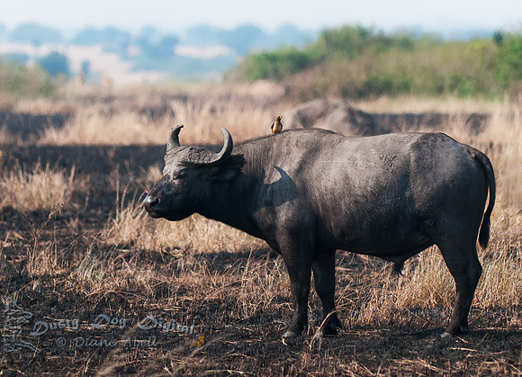 Red-billed Oxpecker, Buphagus erythrorhynchus,  Queen Elizabeth National Park
