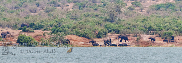 Kasinga Elephants,Queen Elizabeth National Park