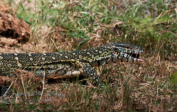 Nile Monitor Lizard, Varanas sp.,Kasinga Channel