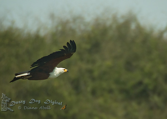 African Fish Eagle, Haliaeetus vocifer,Kasinga Channel