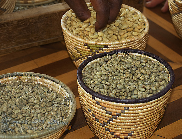 Coffee Beans, unprocessed samplesGumutindo Coffee Processing FacilityMbale, Uganda