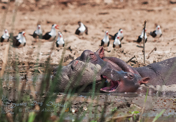 Hippo Baby Love,Kasinga Channel