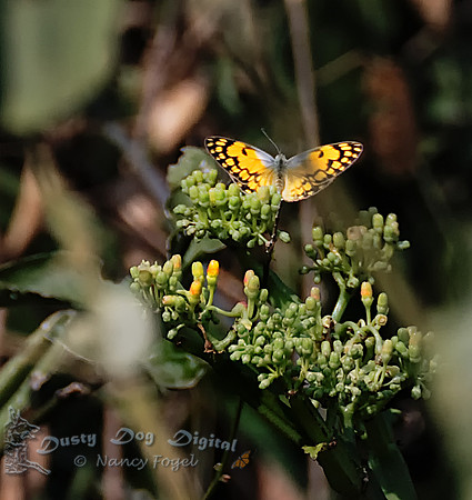 Yellow Butterfly (yet to be identified)Queen Elizabeth National Park