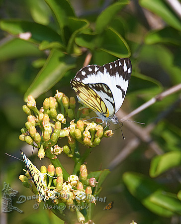 White Butterfly (yet to be identified)Queen Elizabeth National Park